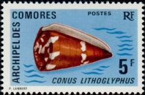 Cone Shell (Conus lithoglyphus)