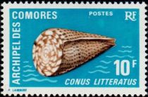 Lettered Cone (Conus litteratus)