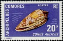 Princely Cone (Conus aulicus)