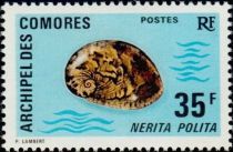 Polite Nerite (Nerita polita)