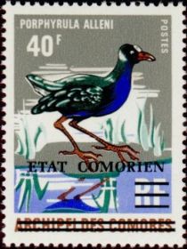 Allen's Gallinule (Porphyrula alleni) overprinted