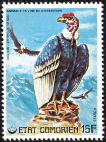 Andean Condor (Vultur gryphus)