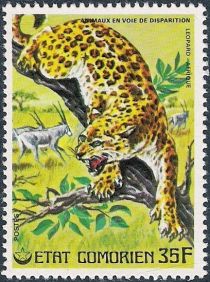 Leopard (Panthera pardus)