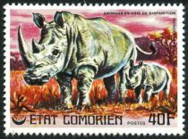 White Rhinoceros (Ceratotherium simum)