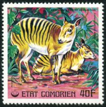 Zebra Duiker (Cephalophus zebra)