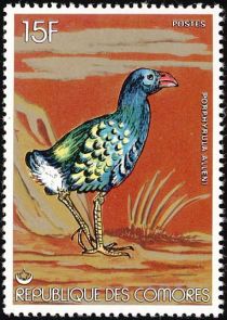 Allen's Gallinule (Porphyrula alleni)