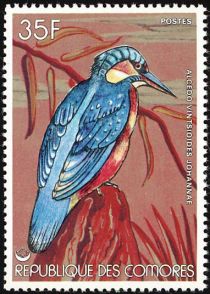 Malagasy Kingfisher (Alcedo vintsioides johannae)