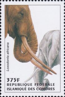 African Elephant (Loxodonta africana)