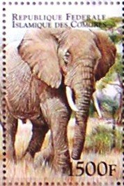 African Elephant (Loxodonta africana)