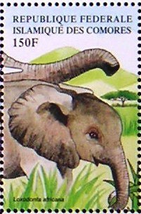 African Elephant (Loxodonta africana)