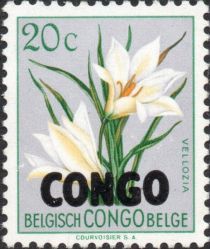 Vellozia aequatorialis overprinted CONGO