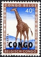 Northern Giraffe (Giraffa camelopardalis) overprinted CONGO