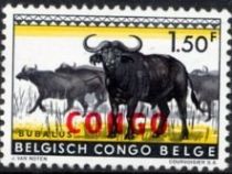 African Buffalo (Syncerus caffer) overprinted CONGO