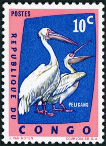 Great White Pelican (Pelecanus onocrotalus)