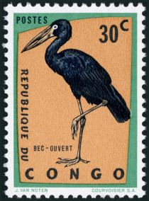 African Openbill (Anastomus lamelligerus)