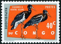 Abdim's Stork (Ciconia abdimii)