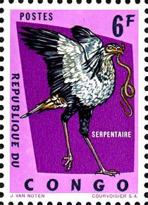 Secretarybird (Sagittarius serpentarius)