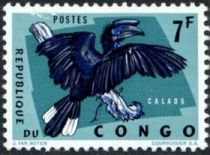 Black-casqued Hornbill (Ceratogymna atrata)