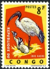 Sacred Ibis (Threskiornis aethiopicus)