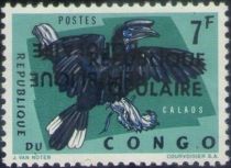 Black-casqued Hornbill (Ceratogymna atrata), large overprint