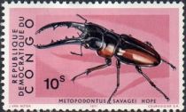 African Red Stag Beetle (Metopodontus savagei)