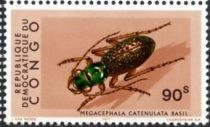 Tiger Beetle (Megacephala catenulate)