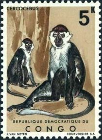 Red-capped Mangabey (Cercocebus torquatus)