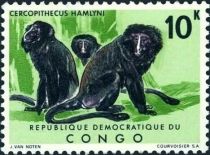 Hamlyn's Monkey (Cercopithecus hamlyni)