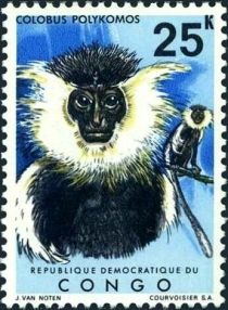 King Colobus (Colobus polykomos)