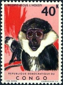 L'Hoest's Monkey (Cercopithecus l’hoesti)