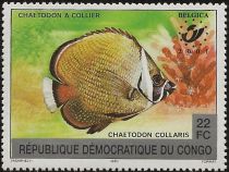 Redtail Butterflyfish (Chaetodon collare)