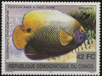 Blueface Angelfish (Euxiphipops xanthometapon)