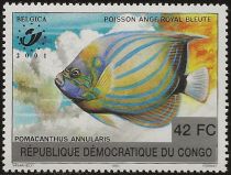 Bluering Angelfish (Pomacanthus annularis)