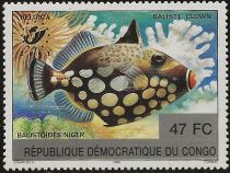 Clown Triggerfish (Balistoides niger)