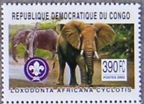 African Elephant (Loxodonta africana)