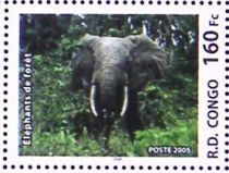 African Forest Elephant (Loxodonta africana cyclotis)