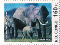 African Savanna Elephant (Loxodonta africana africana)