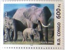 African Savanna Elephant (Loxodonta africana africana)