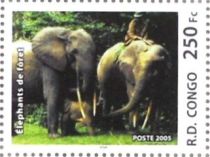 African Forest Elephant (Loxodonta africana cyclotis)