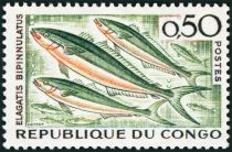 Rainbow Runner (Elagatis bipinnulatus)