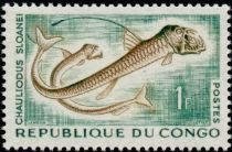 Sloane's Viperfish (Chauliodus sloani)