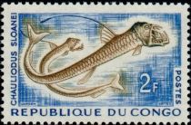 Sloane's Viperfish (Chauliodus sloani)