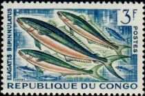 Rainbow Runner (Elagatis bipinnulatus)