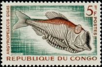 Greater Silver Hatchetfish (Argyropelecus gigas)