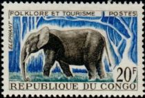 African Elephant (Loxodonta africana)