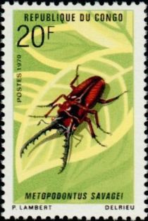 African Red Stag Beetle (Metopodontus savagei)