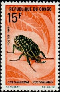 Giant African Fruit Beetle (Chelorrhina polyphemus)