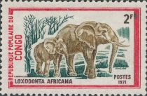 African Elephant (Loxodonta africana)