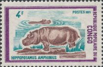 Common Hippopotamus (Hippopotamus amphibius)