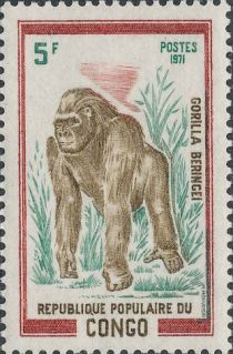 Eastern Gorilla (Gorilla beringei)